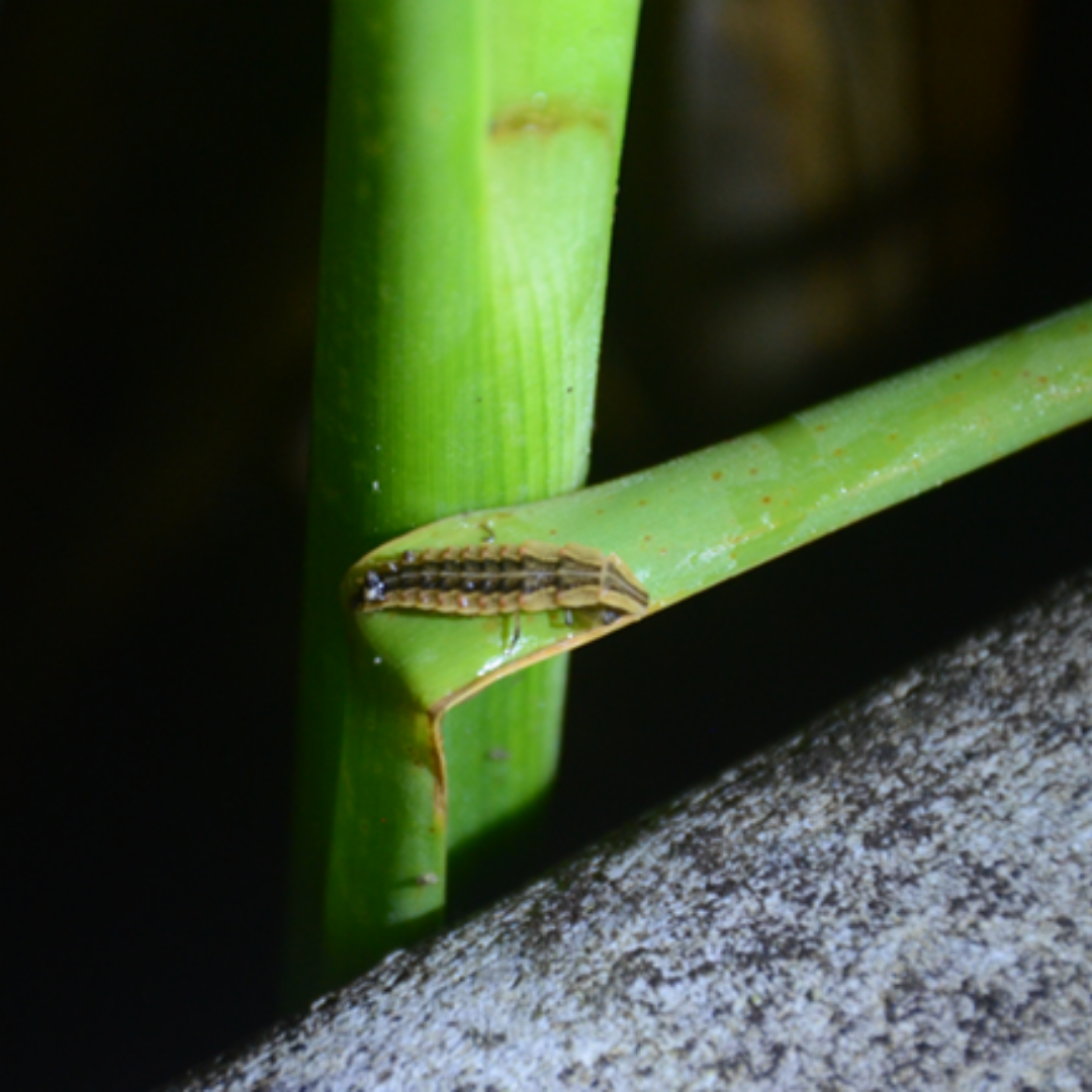 A photo of a Marsh imp firefly larva on a green reed. 
